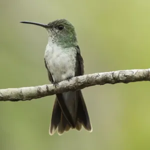 Mangrove hummingbird (Amazilia boucardi) female perched on twig, Pacific coast mangroves area Mangrove hummingbird (Amazilia boucardi) female perched on twig, Pacific coast mangroves area