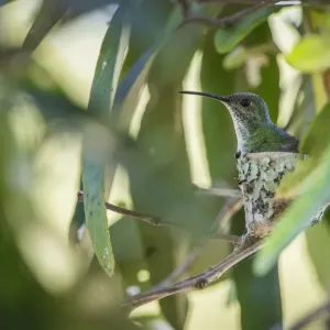 Mangrove hummingbird (Amazilia boucardi) female siting on nest, Pacific coast mangroves area Mangrove hummingbird (Amazilia boucardi) female siting on nest, Pacific coast mangroves area