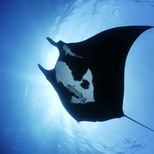 Manta ray (Manta birostris), San Benedicto, Revillagigedo (Socorro) Islands, Mexico