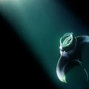 La raie manta (Mobula alfredi) se nourrissant de plancton agrégé dans les lumières d'un bateau la nuit, Atoll Nord Ari, Maldives, océan Indien. La raie manta (Mobula alfredi) se nourrissant de plancton agrégé dans les lumières d'un bateau la nuit, Atoll Nord Ari, Maldives, océan Indien.