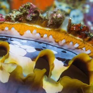 Mantel of Spiny oyster (Spondylus varius). Indonesia. Indo-West Pacific