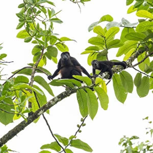 Mantled howler monkey (Alouatta palliata) female and young in tree