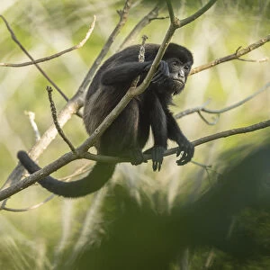 Mantled howler monkey (Alouatta palliata) with bokeh, Costa Rica