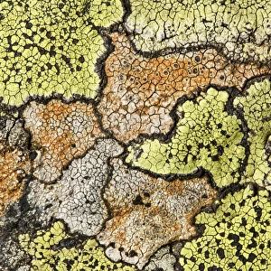 Map lichen (Rhizocarpon geographicum) growing on schist boulder. Nordtirol, Austrian Alps