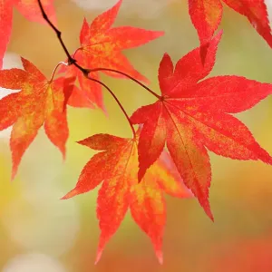 Maple (Acer sp.) leaves showing red and gold autumn colours. Westonbirt Arboretum, Gloucestershire, UK, October Maple (Acer sp.) leaves showing red and gold autumn colours. Westonbirt Arboretum, Gloucestershire, UK, October