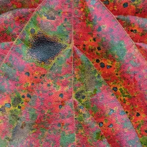 Maple leaf (Acer), close up of leaf. Alishan National Recreational Forest, Taiwan Maple leaf (Acer), close up of leaf. Alishan National Recreational Forest, Taiwan