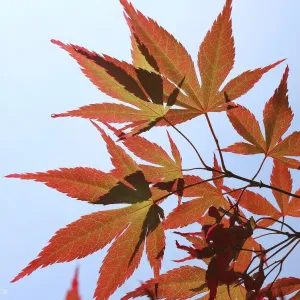 Maple Leaf Print, Westonbirt Autumn Scene Maple Leaf Print, Westonbirt Autumn Scene