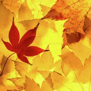 Maple leaves backlit on lightbox, Broxwater, Cornwall, UK. November 2013