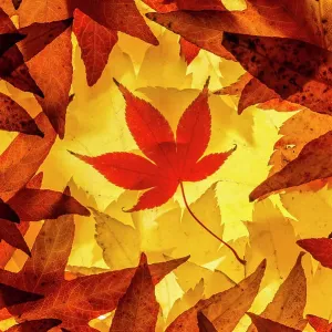 Feuilles d'érable éclairées par la lumière d'un lightbox, Broxwater, Cornouailles, Royaume-Uni. Novembre 2013. Feuilles d'érable éclairées par la lumière d'un lightbox, Broxwater, Cornouailles, Royaume-Uni. Novembre 2013.