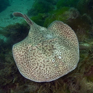 Marbled electric ray (Torpedo marmorata) Bouley Bay, Jersey, British Channel Islands