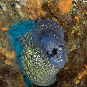 Marbled moray (Muraena helena) coming through hole with mouth open, Princesa Alice