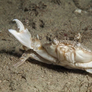 Marbled swimming crab (Liocarcinus marmoreus) Jersey, British Channel Islands, June