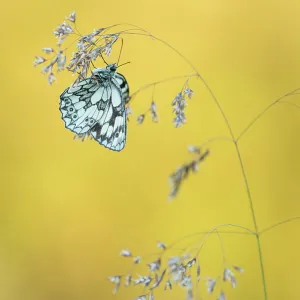 Framed and Canvas Prints plus a lot more: Ross Hoddinott