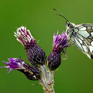 Marbled white butterfly {Melanargia galathea} underside, Dunsdon Devon Wildlife Trust