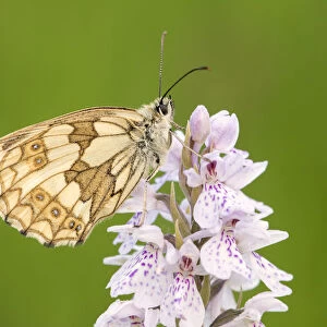 Marbled White Butterfly (Melanargia galathea) resting on Heath spotted orchid (Dactylorhiza