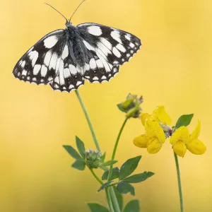 Marbled white butterfly (Melanargia galathea) perched on birds foot trefoil, Volehouse Moor