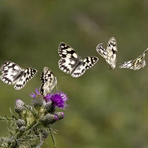 Marbled white butterfly (Melanargia galathea) sequence showing landing and taking off from a Greater knapweed (Centaurea scabiosa) flower. Yorkshire, UK. Digital composite