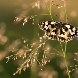 Marbled White butterfly (Melanargia galathea) basking on a grass stem, Dunsdon Nature Reserve, Devon, England, UK. July Marbled White butterfly (Melanargia galathea) basking on a grass stem, Dunsdon Nature Reserve, Devon, England, UK. July