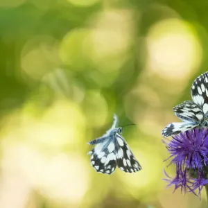 Marbled white butterfly (Melanargia galathea) with bokeh, Aosta Valley, Gran Paradiso National Park Marbled white butterfly (Melanargia galathea) with bokeh, Aosta Valley, Gran Paradiso National Park