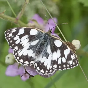 Marbled white butterfly (Melanargia galathea) Brockley Cemetery, Lewisham, London Marbled white butterfly (Melanargia galathea) Brockley Cemetery, Lewisham, London