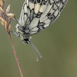 Marbled White butterfly (Melanargia galathea) covered in dew at dawn, Hertfordshire Marbled White butterfly (Melanargia galathea) covered in dew at dawn, Hertfordshire