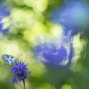 Marbled White Butterfly Print on Knapweed Marbled White Butterfly Print on Knapweed