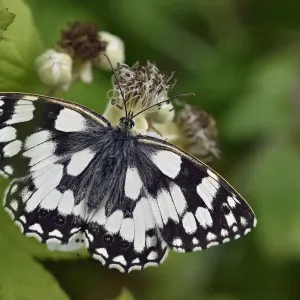 Marbled white butterfly (Melanargia galathea) Male feeding on Bramble flower, Oxfordshire Marbled white butterfly (Melanargia galathea) Male feeding on Bramble flower, Oxfordshire