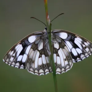 Marbled white butterfly (Melanargia galathea) at rest, Dorset, UK, June Marbled white butterfly (Melanargia galathea) at rest, Dorset, UK, June