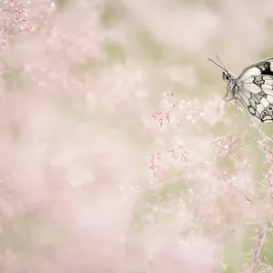 Marbled white butterfly (Melanargia galathea) resting amongst dew covered grasses. Volehouse Moor Devon Wildlife Trust Reserve, England, UK. July Marbled white butterfly (Melanargia galathea) resting amongst dew covered grasses. Volehouse Moor Devon Wildlife Trust Reserve, England, UK. July