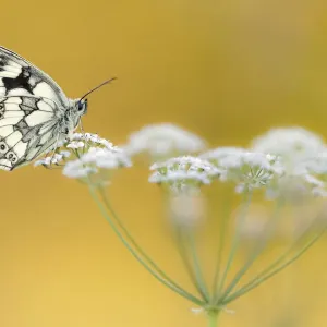 Mariposa blanca de rayas (Melanargia galathea) descansando en la cabeza de la flor. Mariposa blanca de rayas (Melanargia galathea) descansando en la cabeza de la flor.