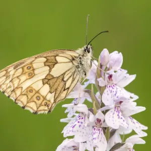 Marbled White Butterfly (Melanargia galathea) resting on Heath spotted orchid (Dactylorhiza Marbled White Butterfly (Melanargia galathea) resting on Heath spotted orchid (Dactylorhiza