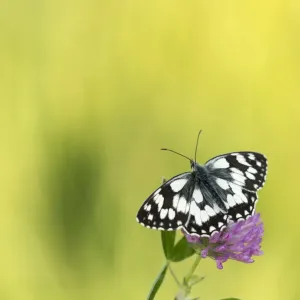 Marbled white butterfly (Melanargia galathea) resting on Red clover (Trifolium pratense) flower Marbled white butterfly (Melanargia galathea) resting on Red clover (Trifolium pratense) flower