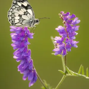 Marbled White butterfly (Melanargia galathea) resting on tufted vetch (Vicia cracca) Marbled White butterfly (Melanargia galathea) resting on tufted vetch (Vicia cracca)