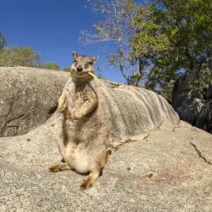 Mareeba rock wallaby (Petrogale mareeba), female feeding on leaf. Granite Gorge Nature Park