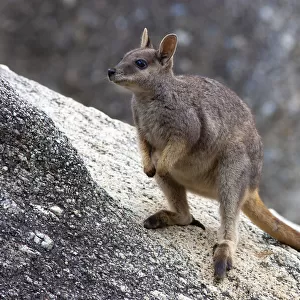 Mareeba rock wallaby (Petrogale mareeba) standing on granite boulders, Atherton Tablelands, Queensland, Australia