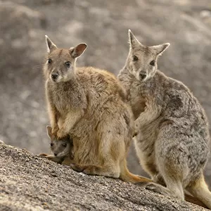 Mareeba rock wallaby (Petrogale mareeba) family, near Mareeba, Queensland, Australia