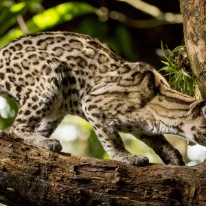 Margay Print on Tree Branch, Belize Margay Print on Tree Branch, Belize
