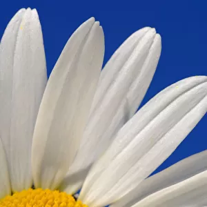 Marguerite / Oxeye daisy {Leucanthemum vulgare}, Devon. UK