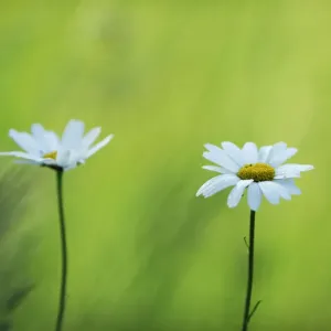 Two Marguerite / Oxeye daisy (Leucanthemum vulgare) flowers, Roudenhaff, Mullerthal Two Marguerite / Oxeye daisy (Leucanthemum vulgare) flowers, Roudenhaff, Mullerthal