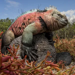 Marine Iguana (Amblyrhynchus cristatus) perched on a rock. Floreana Island, Galapagos Islands