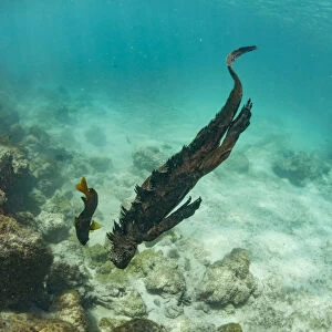 Marine iguana (Amblyrhynchus cristatus) swimming underwater, Sullivan Bay, Santiago Island