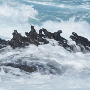 Marine iguana (Amblyrhynchus cristatus) group on rock in the waves, Cape Hammond