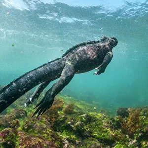 Marine iguana (Amblyrhynchus cristatus) swimming underwater, Fernandina Island, Galapagos