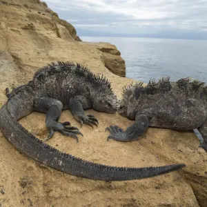 Marine Iguana Print, Isabela Island, Galapagos Marine Iguana Print, Isabela Island, Galapagos