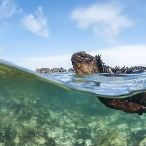 Marine iguana (Amblyrhynchus cristatus), Punta Espinosa, Fernadina Island, Galapagos Marine iguana (Amblyrhynchus cristatus), Punta Espinosa, Fernadina Island, Galapagos