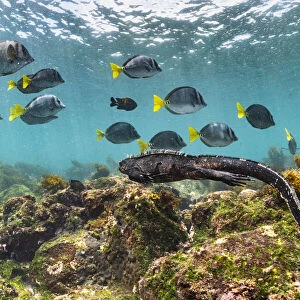 Marine iguana (Amblyrhynchus cristatus) swimming back to share food after grazing Ulva