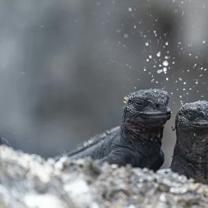 Marine iguana (Amblyrhynchus cristatus), dwarf type, sneezing