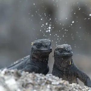 Marine iguana (Amblyrhynchus cristatus), dwarf type, sneezing Marine iguana (Amblyrhynchus cristatus), dwarf type, sneezing