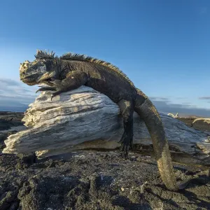 Marine iguana (Amblyrhynchus cristatus) basking on driftwood, Fernandina Island Marine iguana (Amblyrhynchus cristatus) basking on driftwood, Fernandina Island