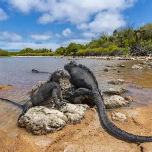 Marine iguana (Amblyrhynchus cristatus) basking in sun-warmed salt pool Marine iguana (Amblyrhynchus cristatus) basking in sun-warmed salt pool